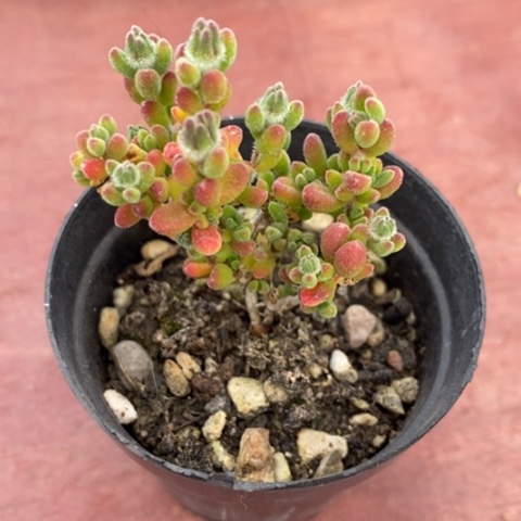 红宝石枝干6仙人球