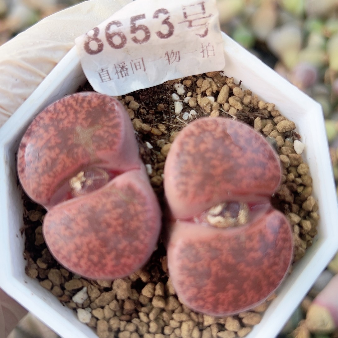 8653七年酒红紫熏大双头微瑕如图特价