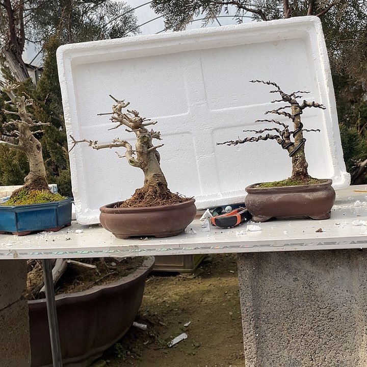 对接白蜡盆景刘****子