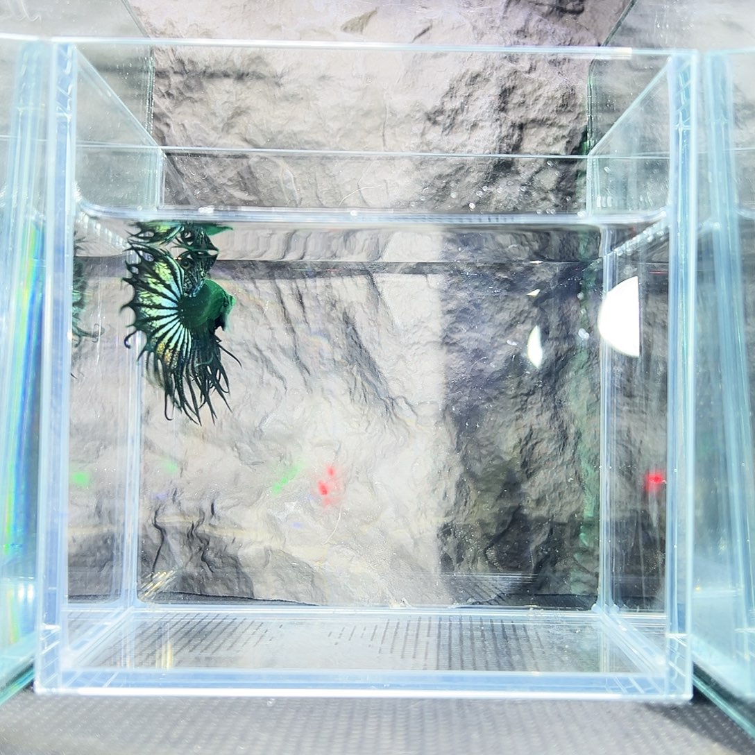 斗鱼精品精品精品精品精品精品