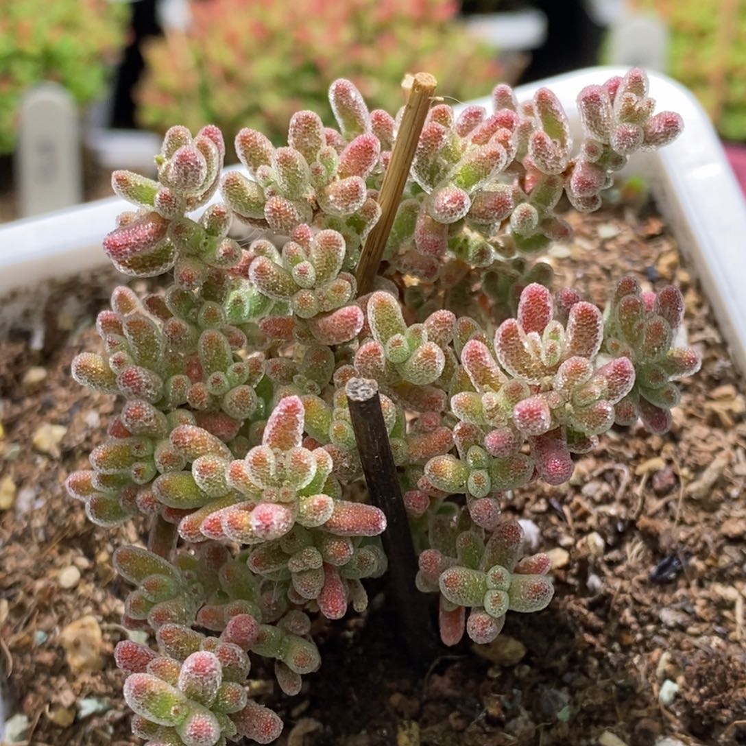 冰晶杂枝干番杏A398