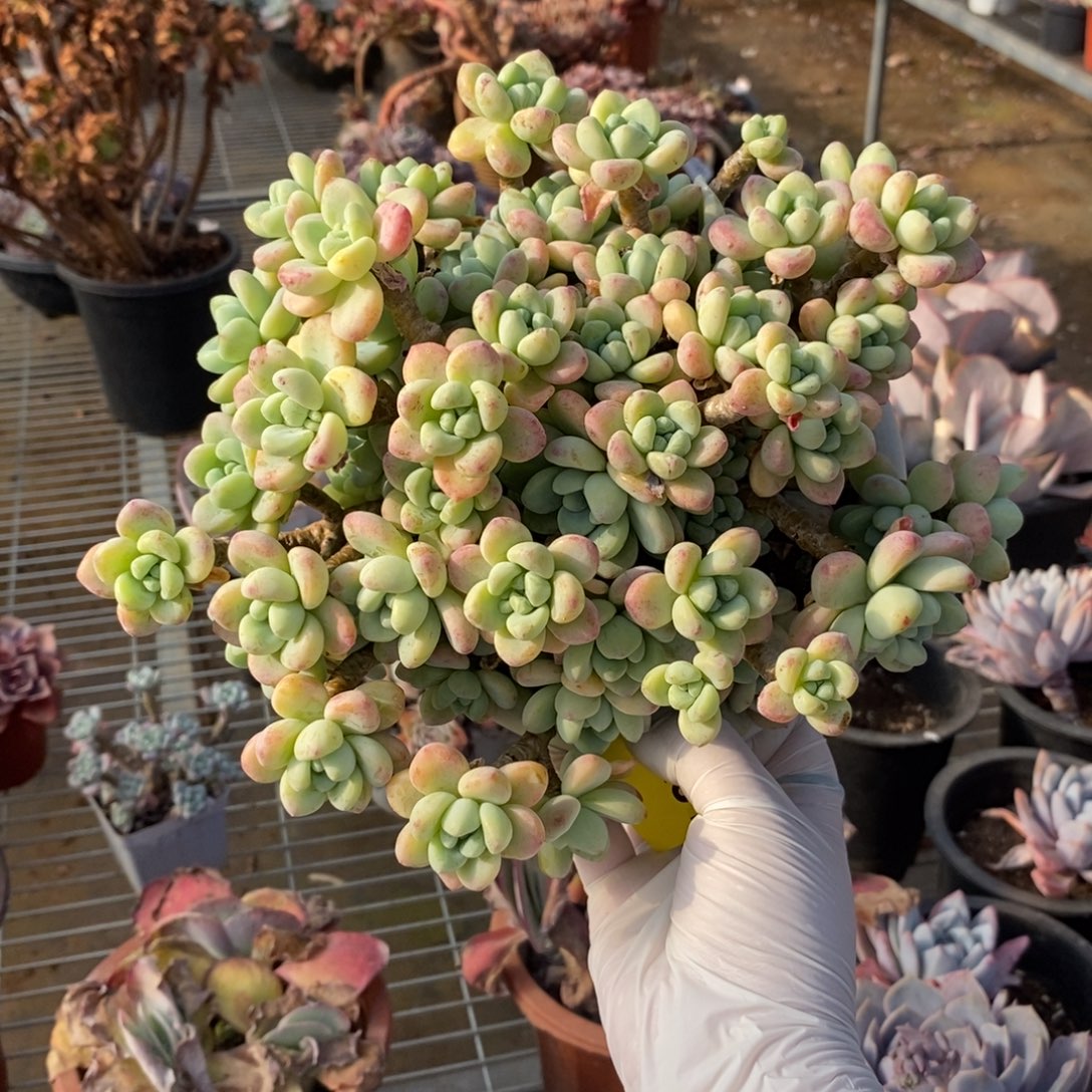 281劳尔整桩一物一拍