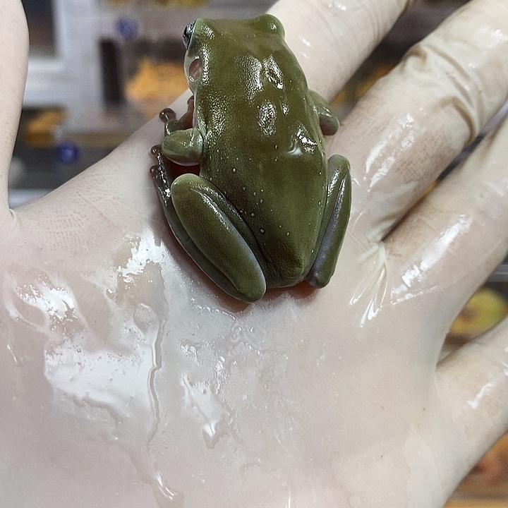 软***来角蛙875号青柠蓝眼树蛙