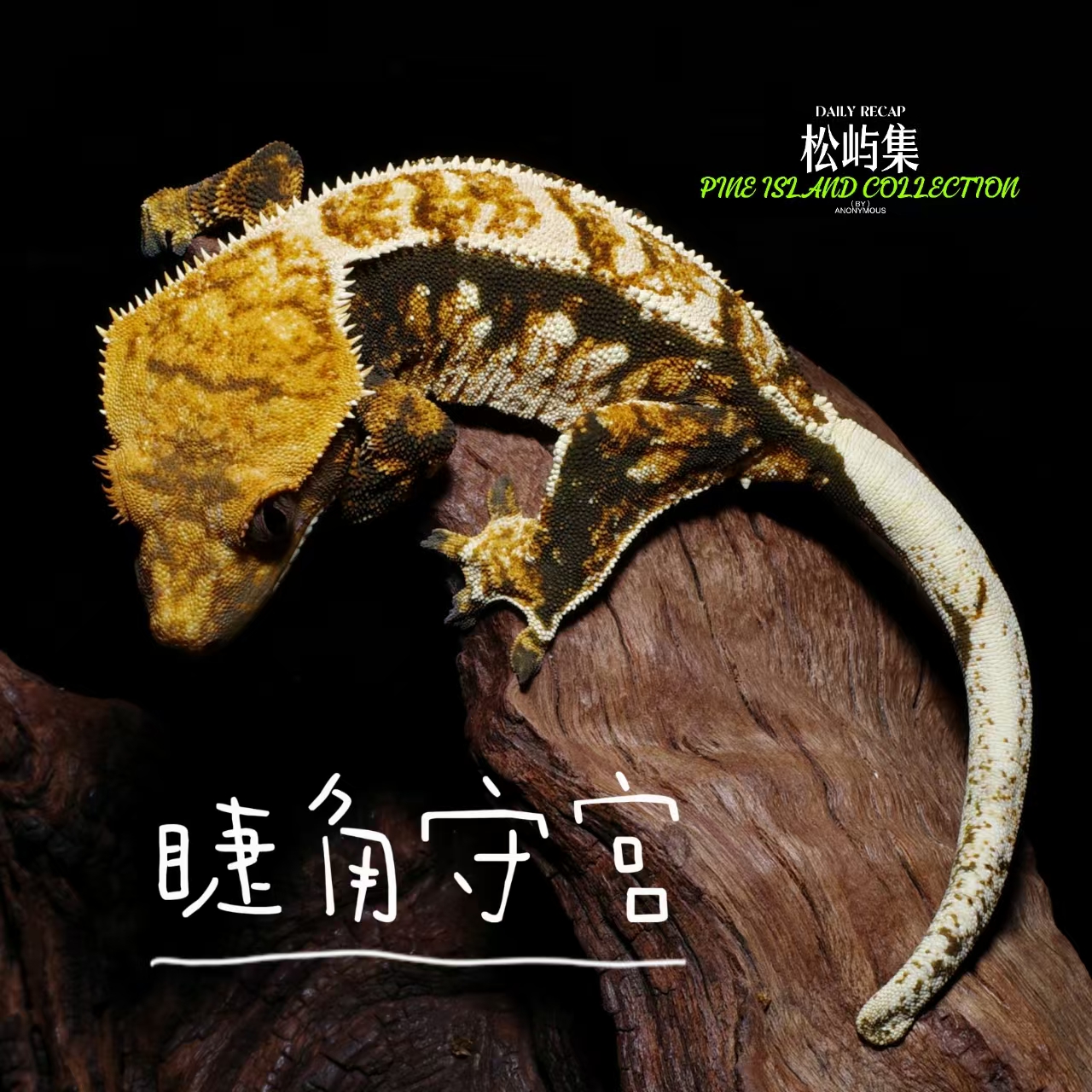 新手入门网红睫角守宫活体蜥蜴宠物易养爬宠