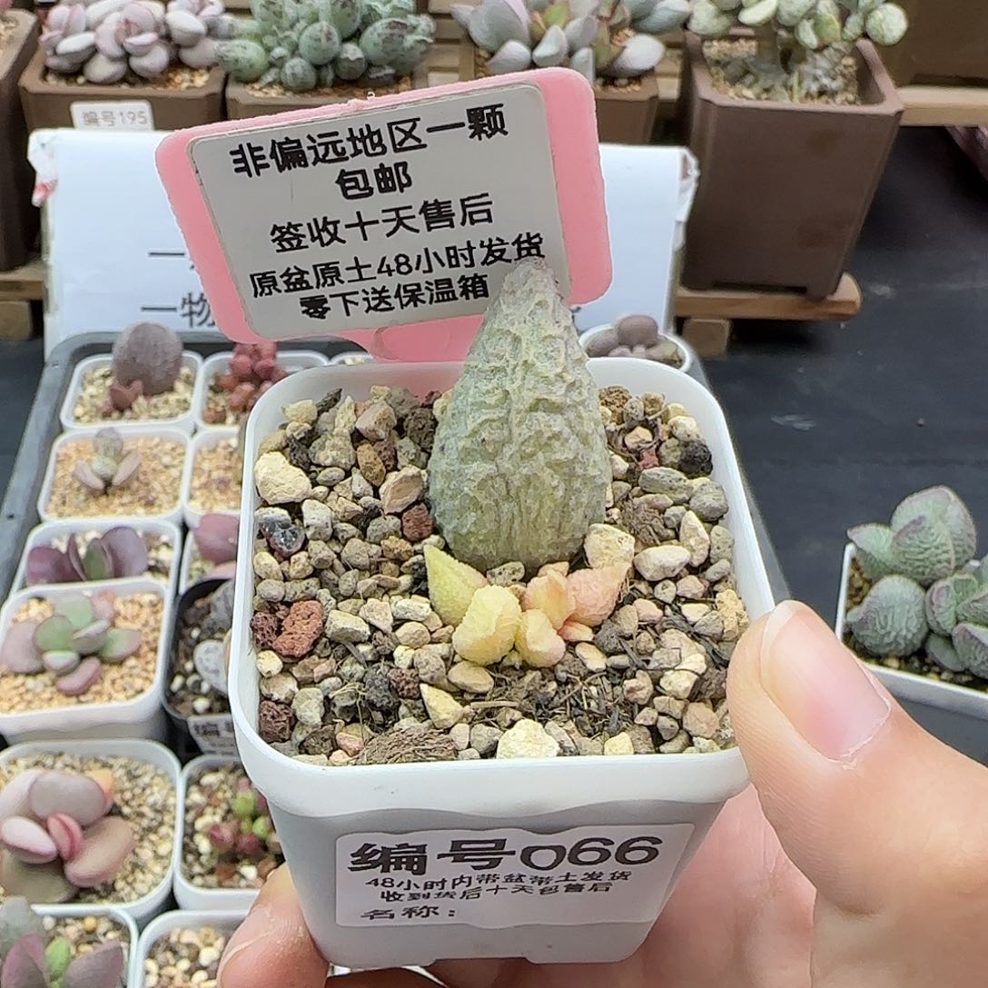 066融化纹冰淇淋多肉