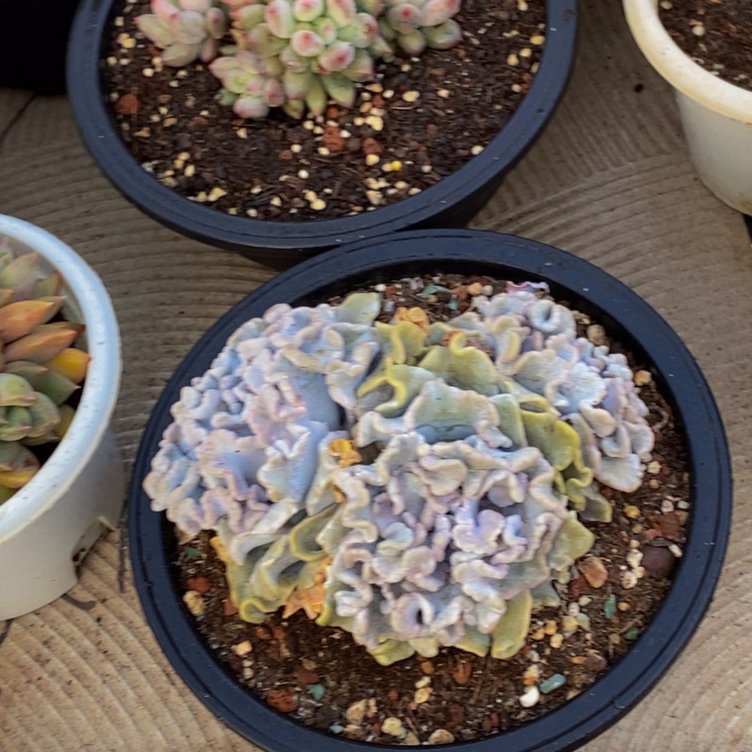 姜****?48包邮一物一拍多肉