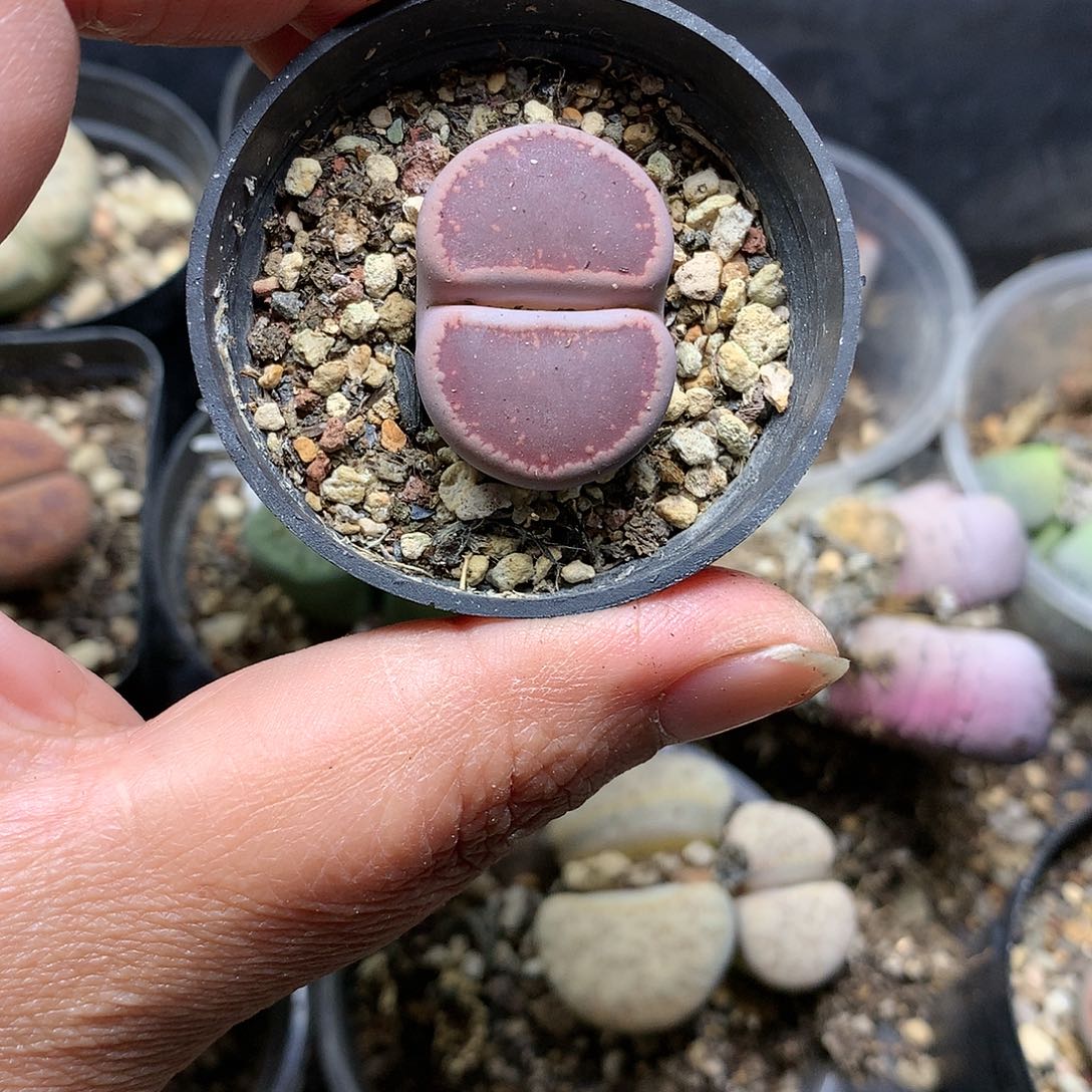 D457多肉植物保护