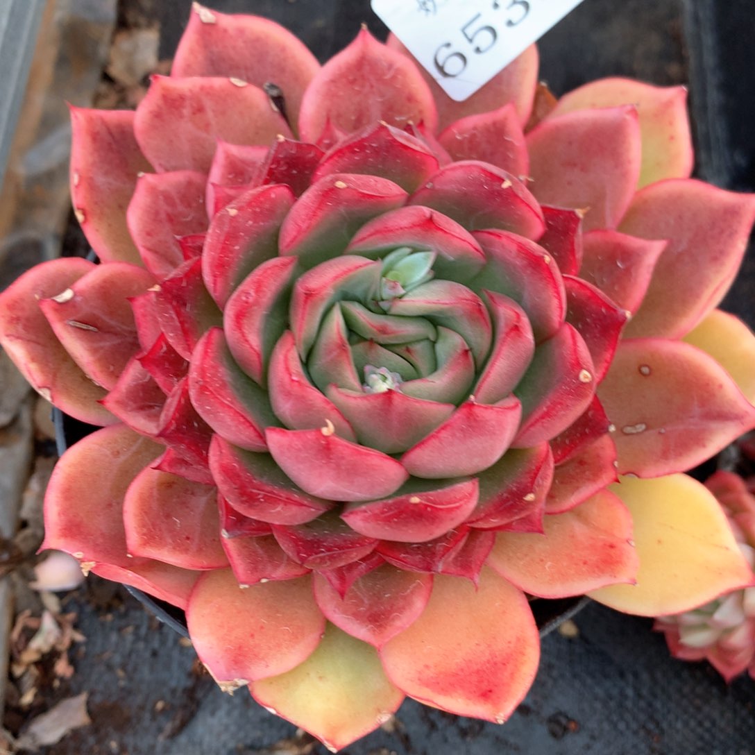 6533杂交多肉植物