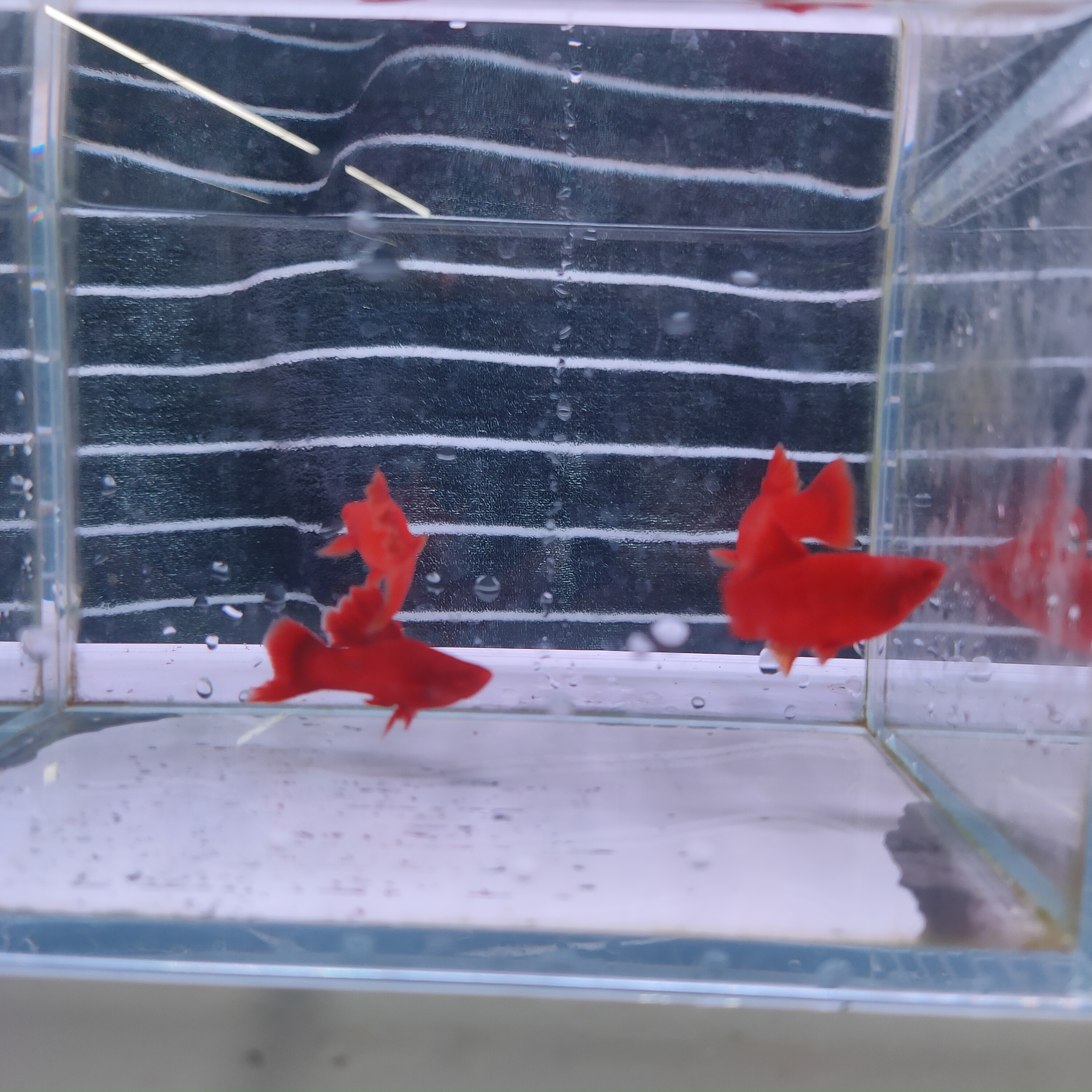 高鳍红箭菊花帆4个多月的鱼2对(西藏不发货，新疆青海不发货）