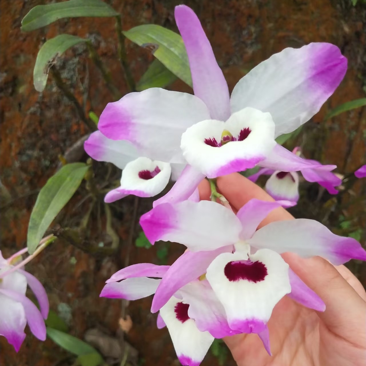 金钗石斛苗/紫粉色花卉/爆花款