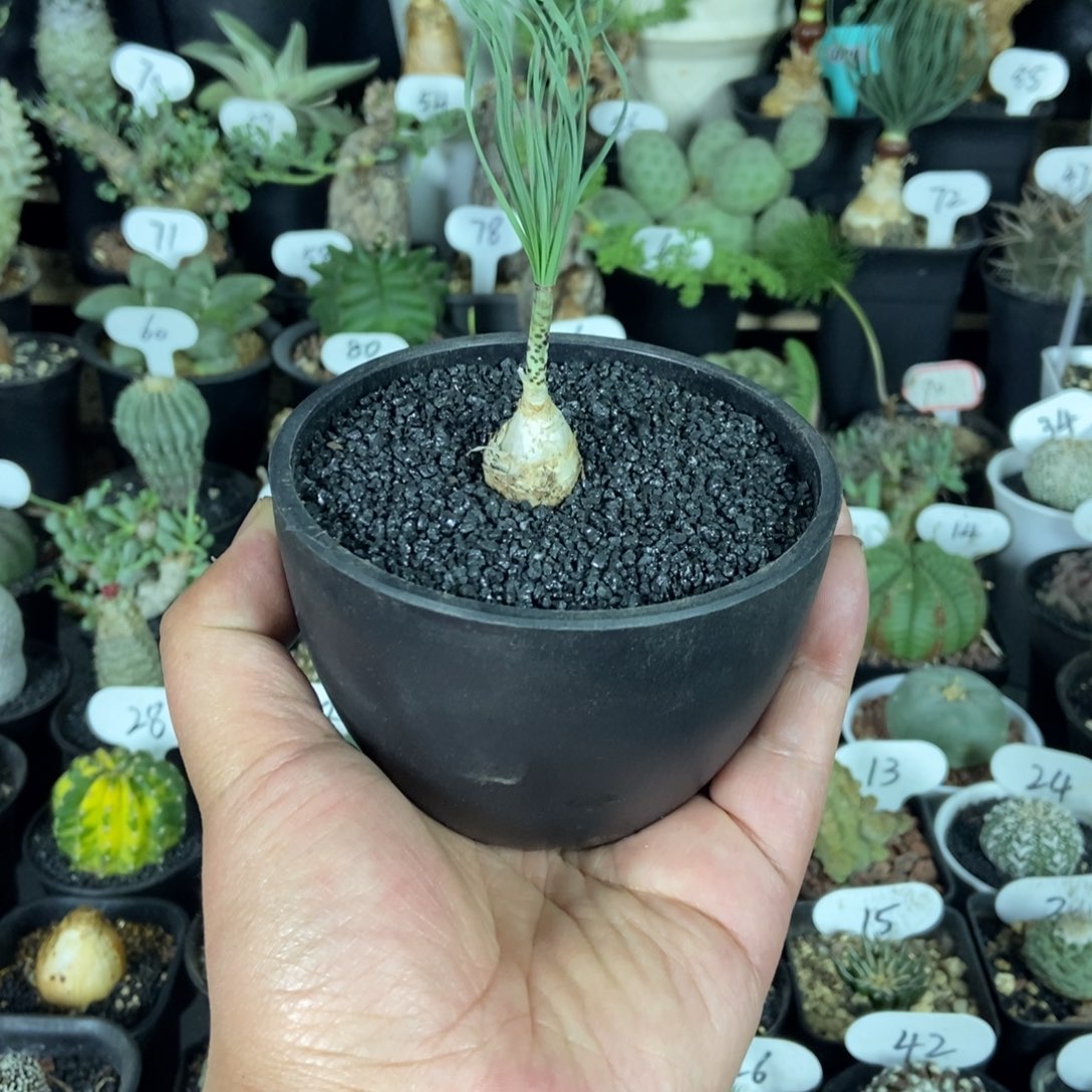 豹纹弹簧草一物一拍