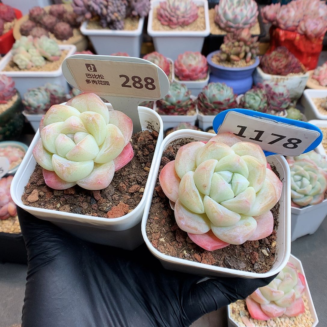 ?**?288-1178 粉透冰玉