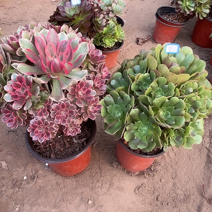 971多肉植物瑕疵特价，