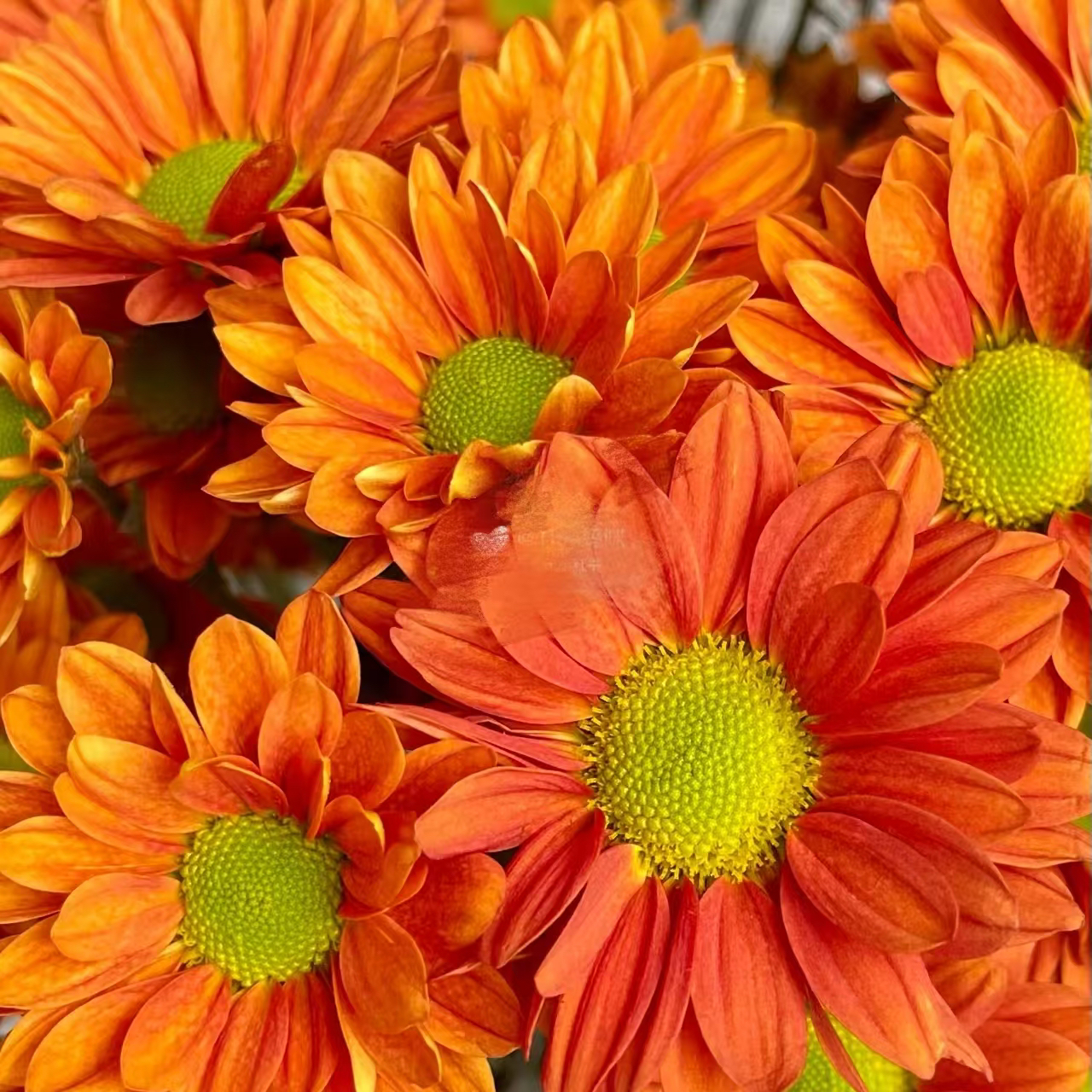 【菊花自由】荷兰菊好看好养室内盆栽