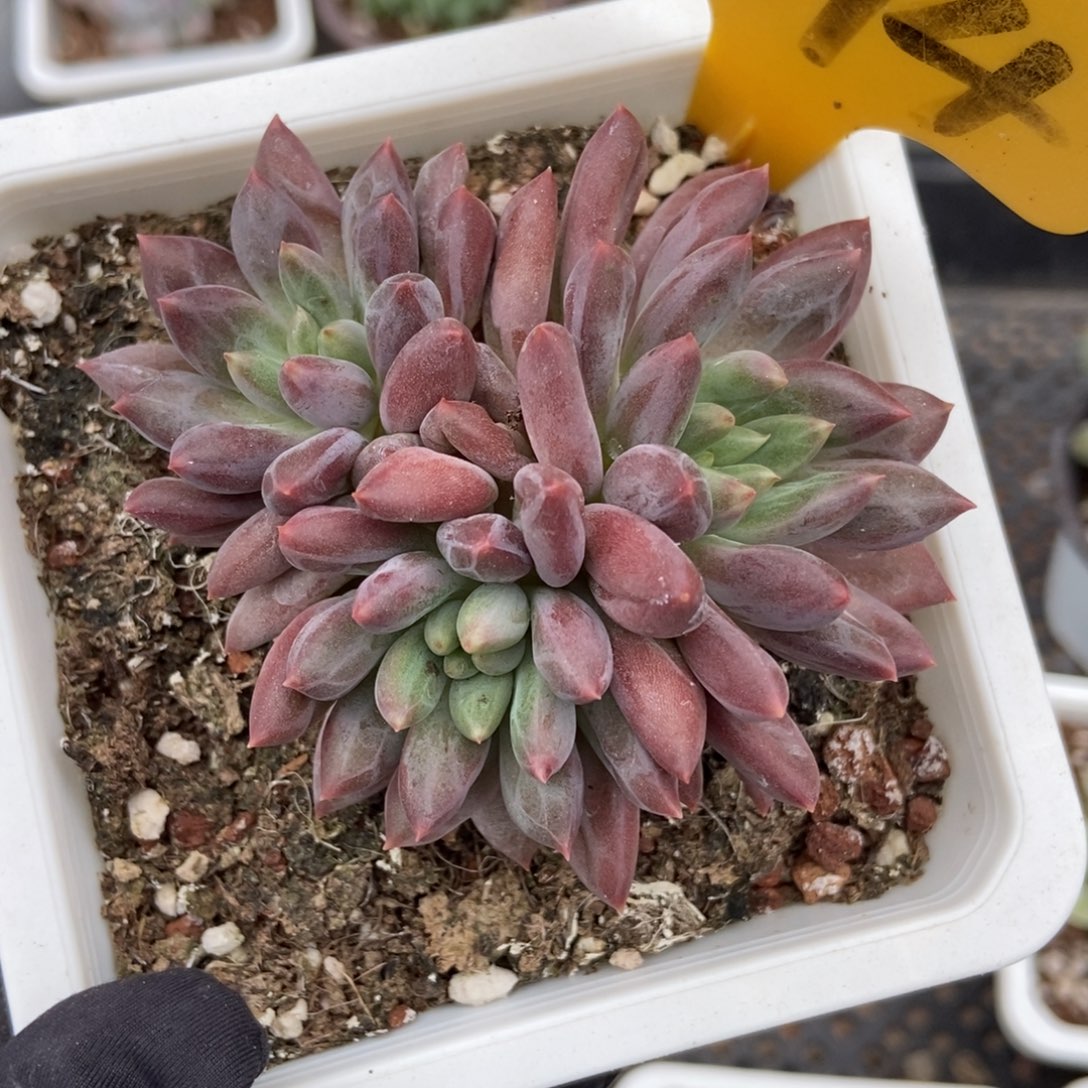 574车厘子多肉植物保护