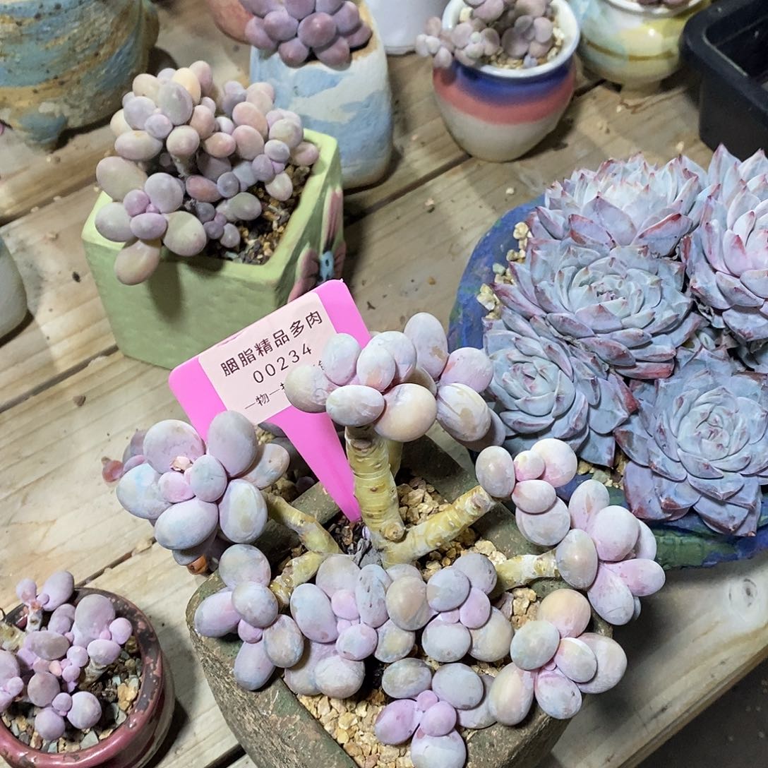 00234凑活my吐璐璐图