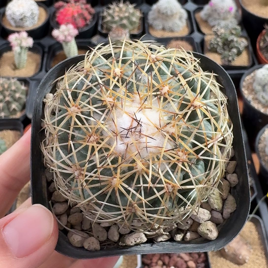 儒衣仙人球423453