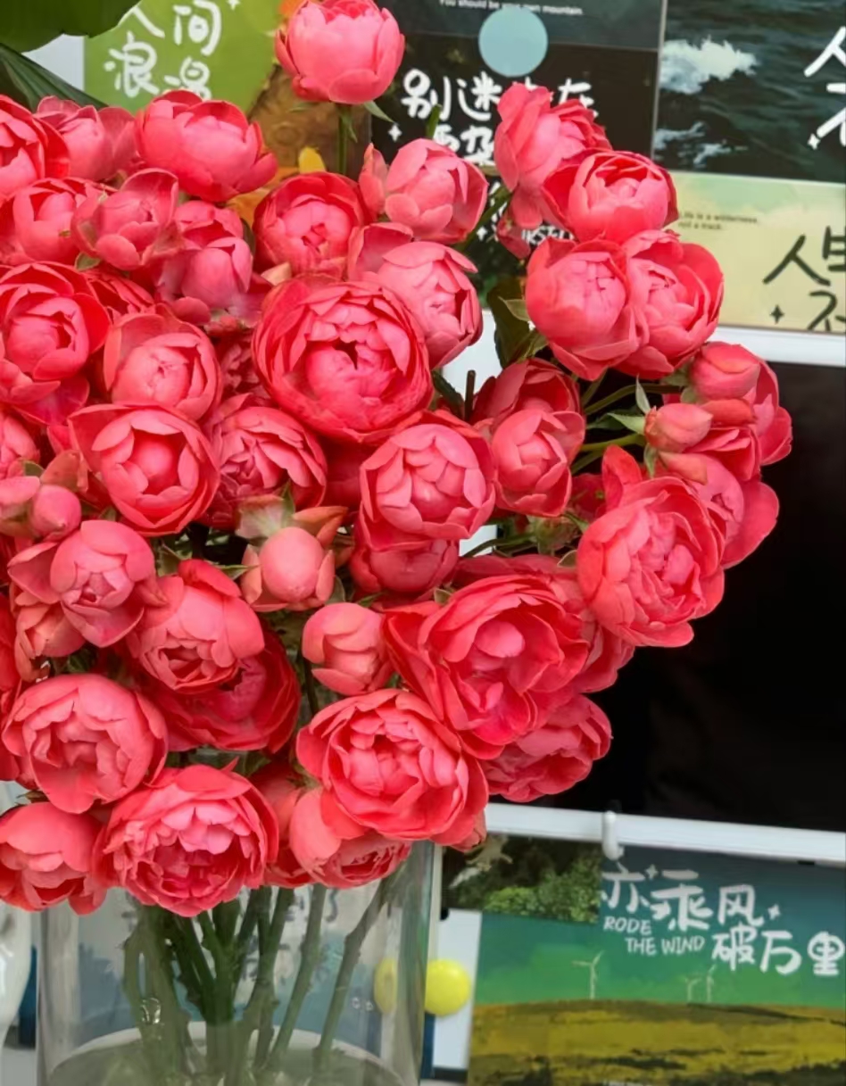 【陌上花开】红泡芙-稀有多头玫瑰（收到请带包装醒花~）