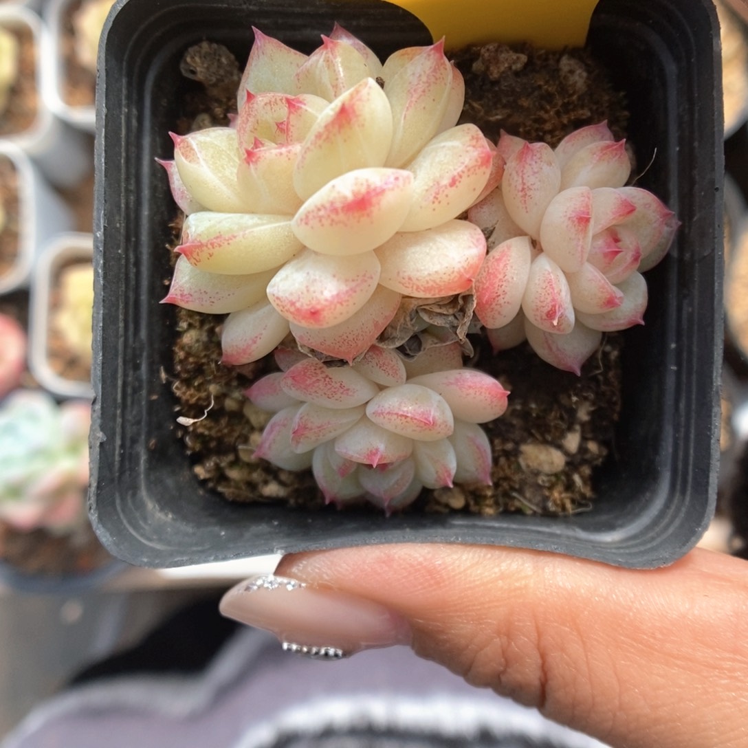 橘***糖珍妮群生577号。      