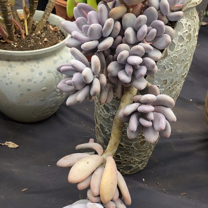 夏悦多肉0117-246蛋黄奶