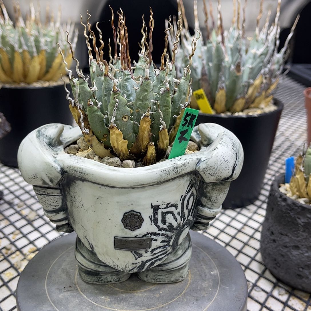 泡面曲刺好价好养