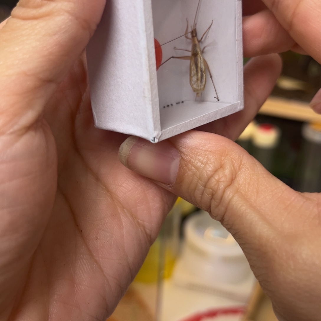 T***o长须红山竹蛉拍拍拍拍拍