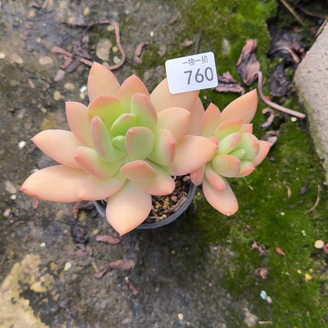 芭**兔760号一物一拍