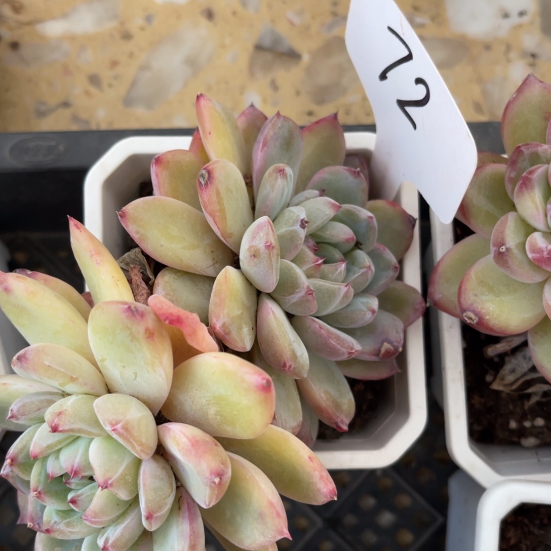 老阿姨一物一拍72