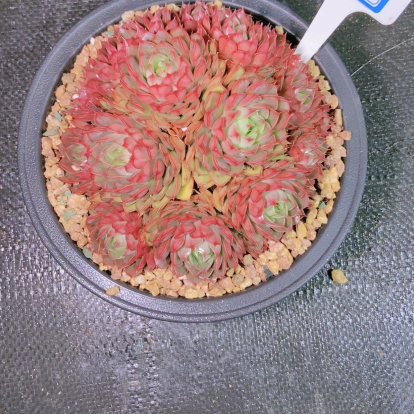 【闪购商品】宗****）1637寄养