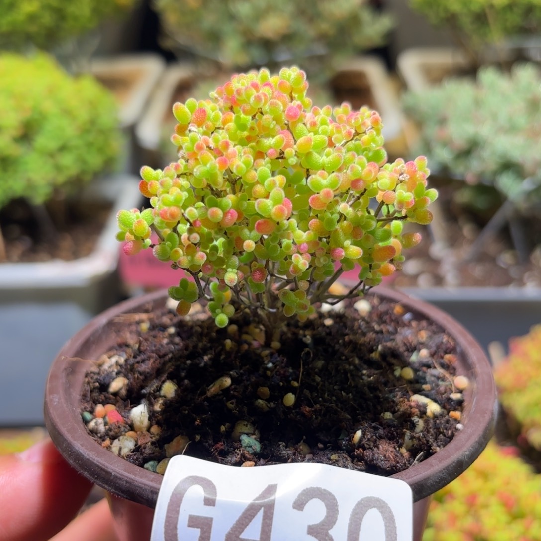 枝干番杏密橘糖球G430