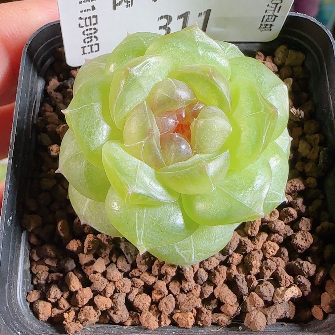 1106--311仙音一物一拍