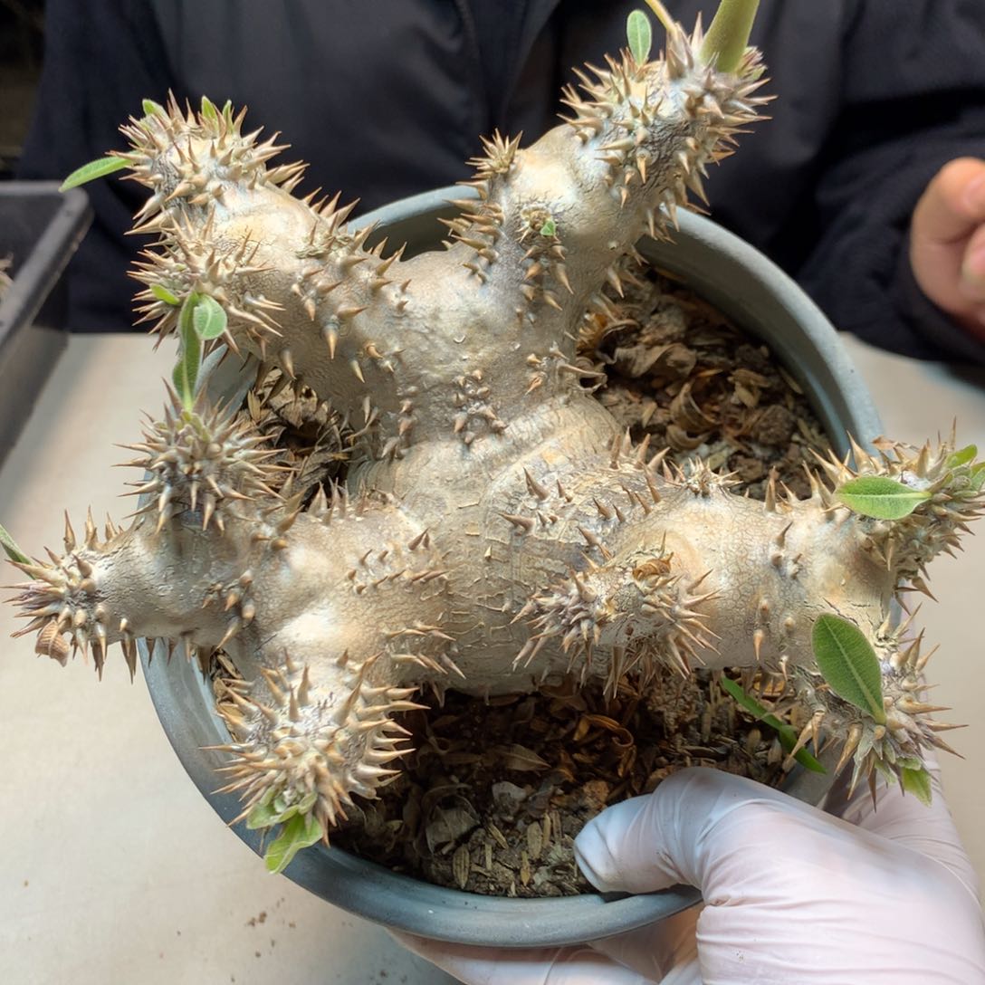    17号   实生 惠比大黑   