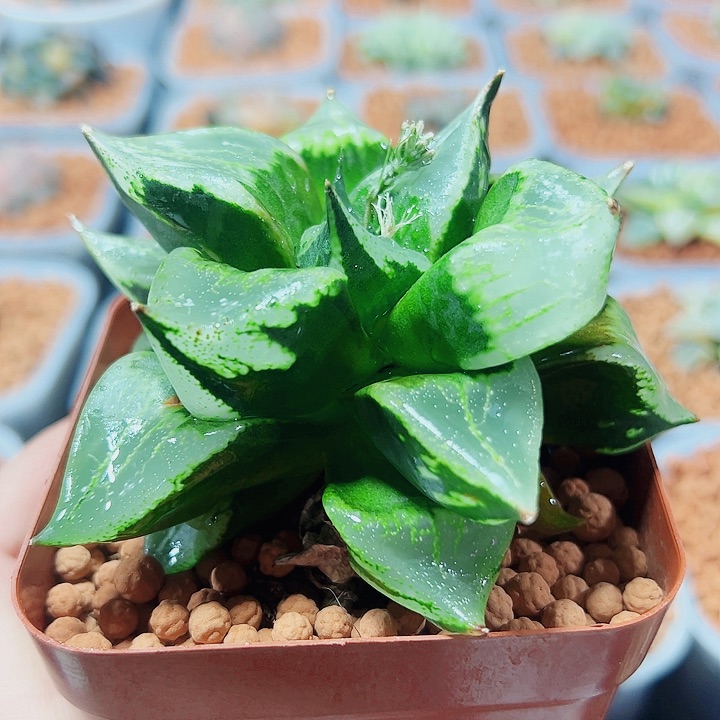 十二卷多肉裹班若