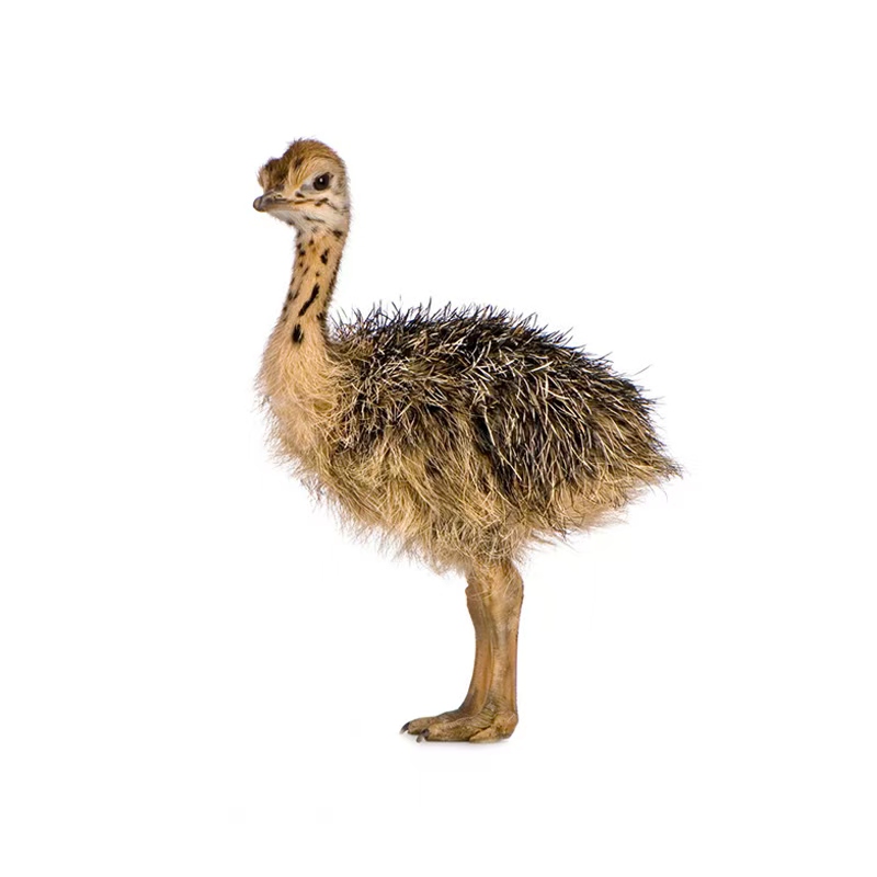 （45天）宠物文鸟，宠物萌鸵，顺丰包邮