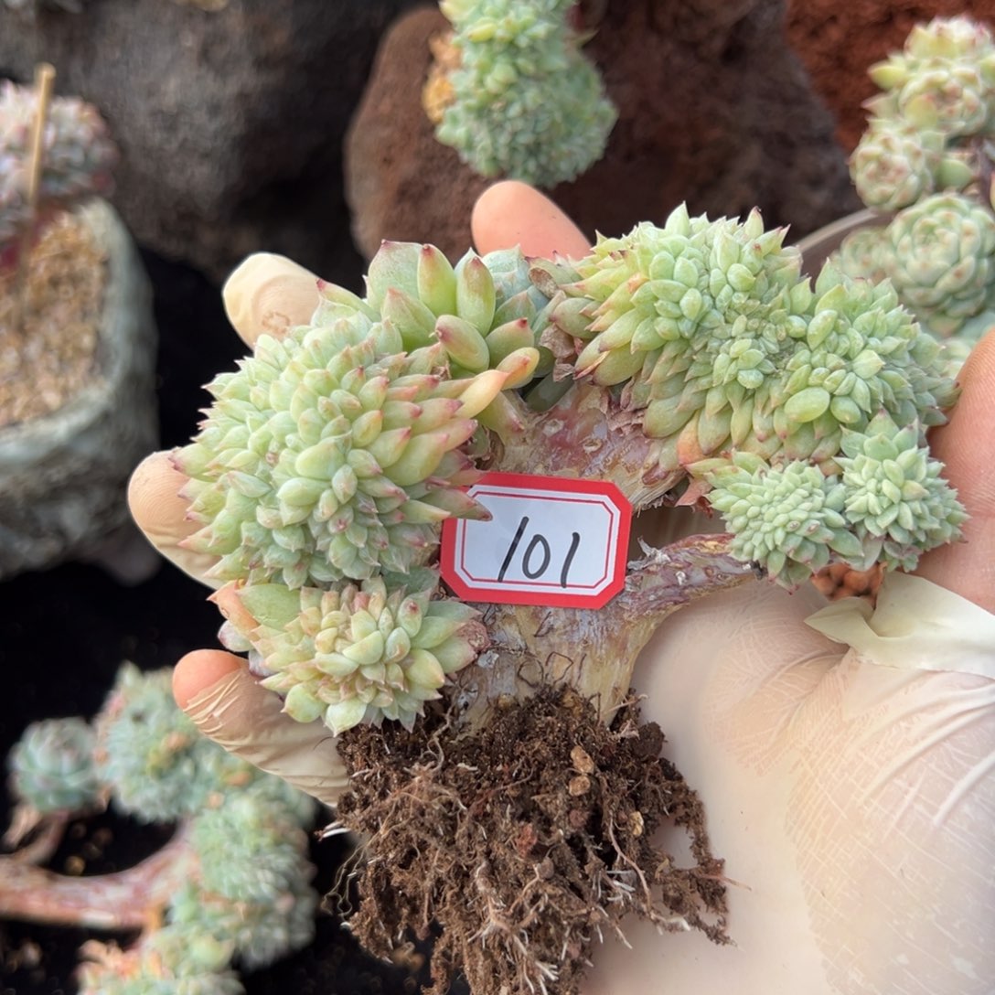 李*新年快乐 新年快乐 新年快乐