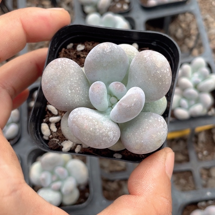 鸡蛋奶随机发满18包邮