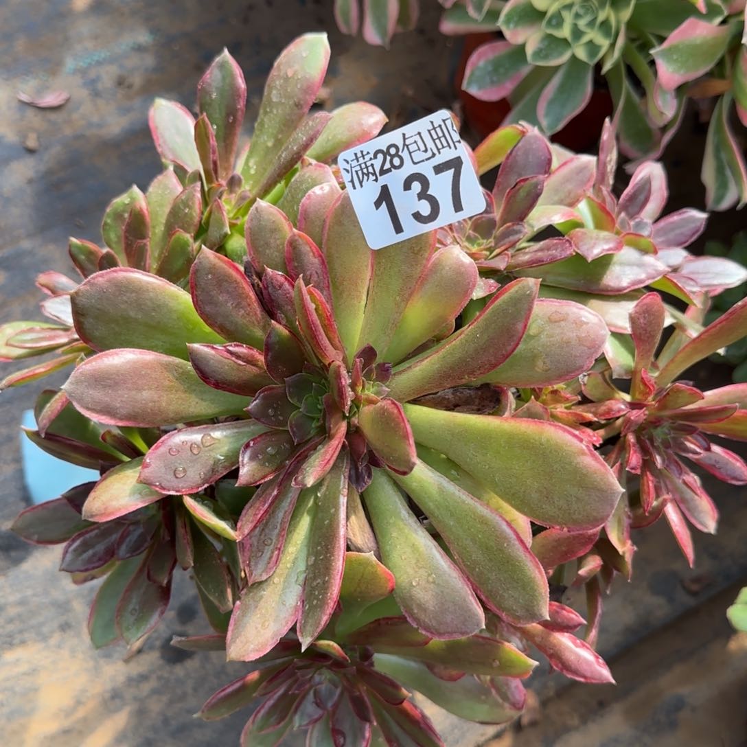 女王多肉137满28包邮断枝不包