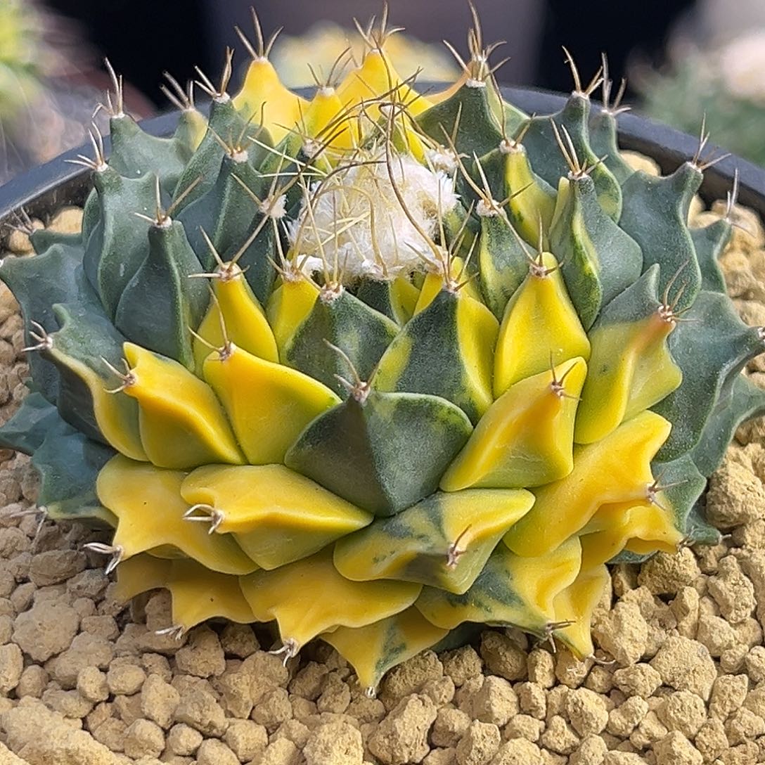 帝冠锦Zzzzzzzzzzzzzzzz