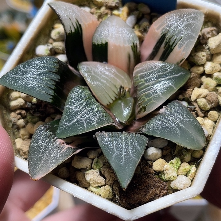 614大型克锦特选福利