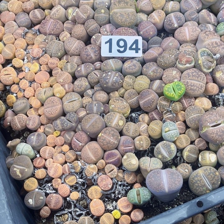 194 生石花一物一图如图