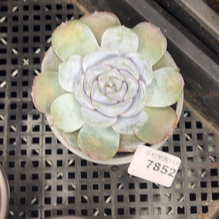 阿雅园艺。         7852