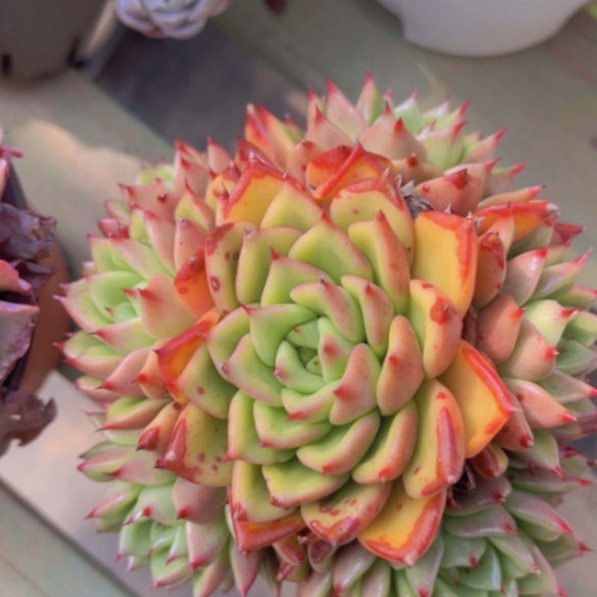 【闪购商品】东云杂19148