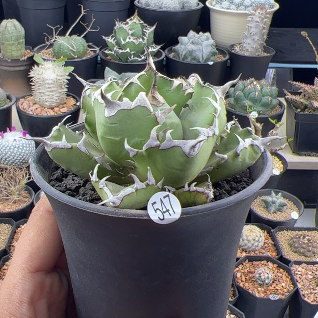 姬仁王冠一物一拍547