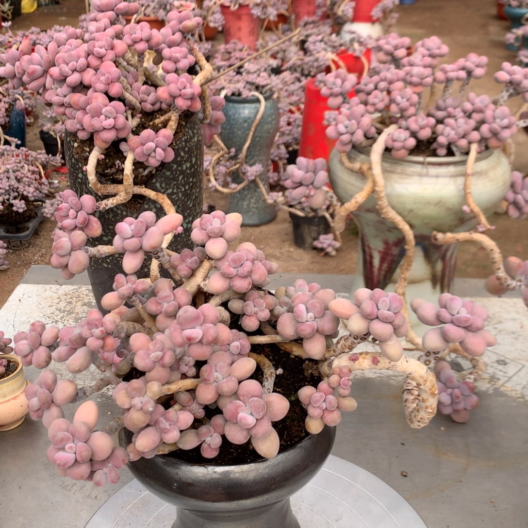 桃蛋老桩有瑕疵不带盆13号