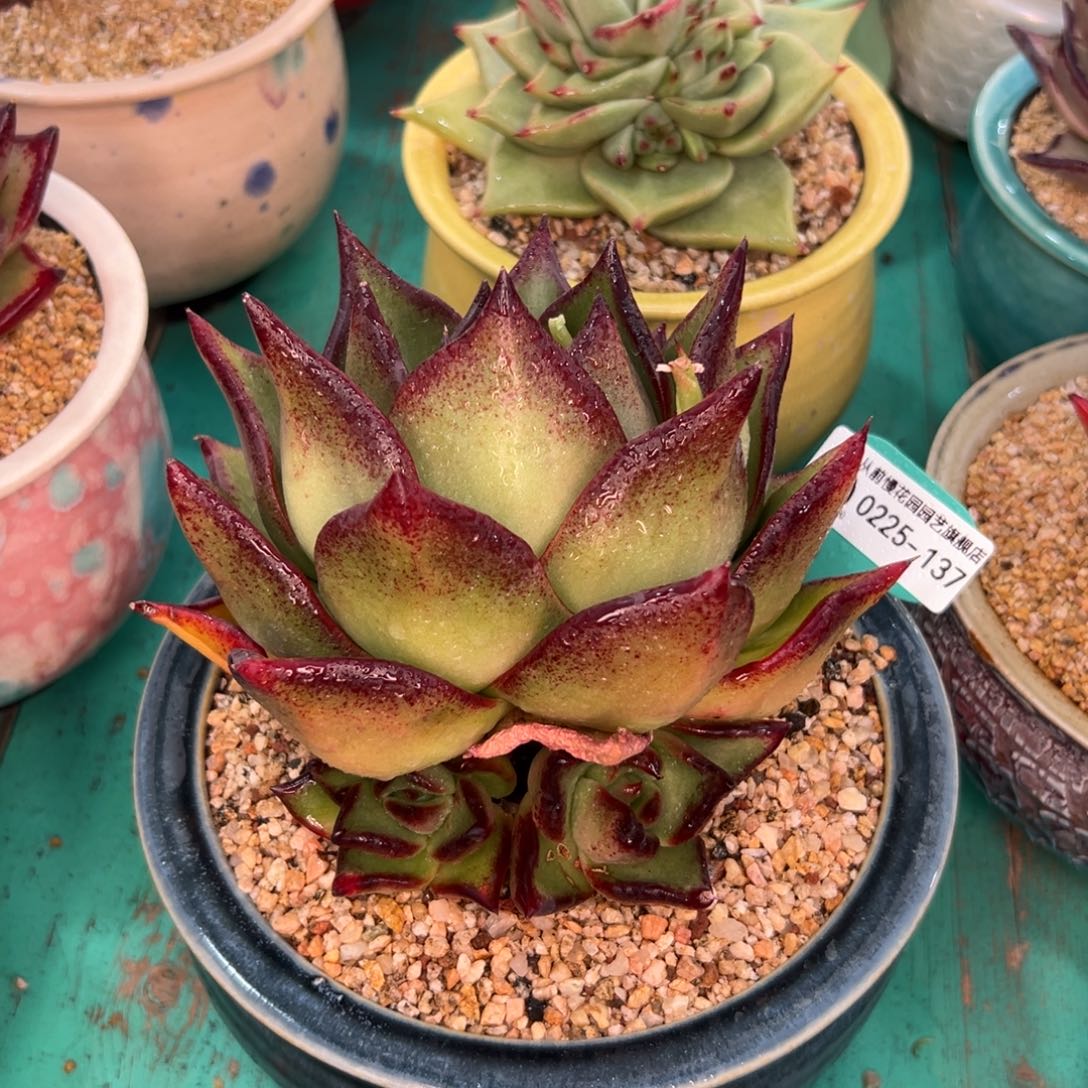 多肉一物一拍0225-137凤王