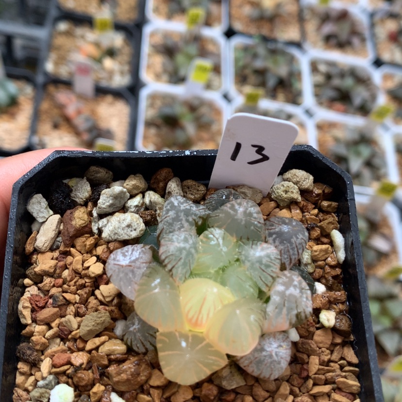 【闪购商品】 13紫镜玉露无售后介意慎拍