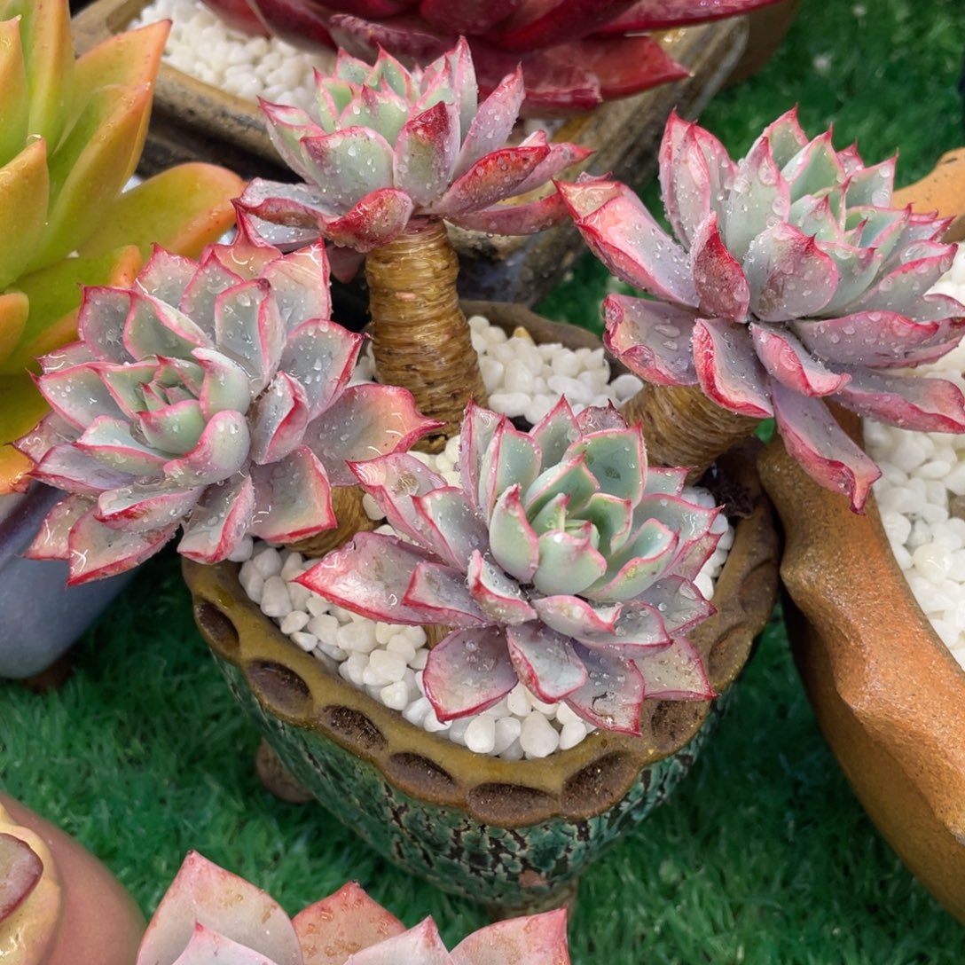 多肉植物盆栽多肉