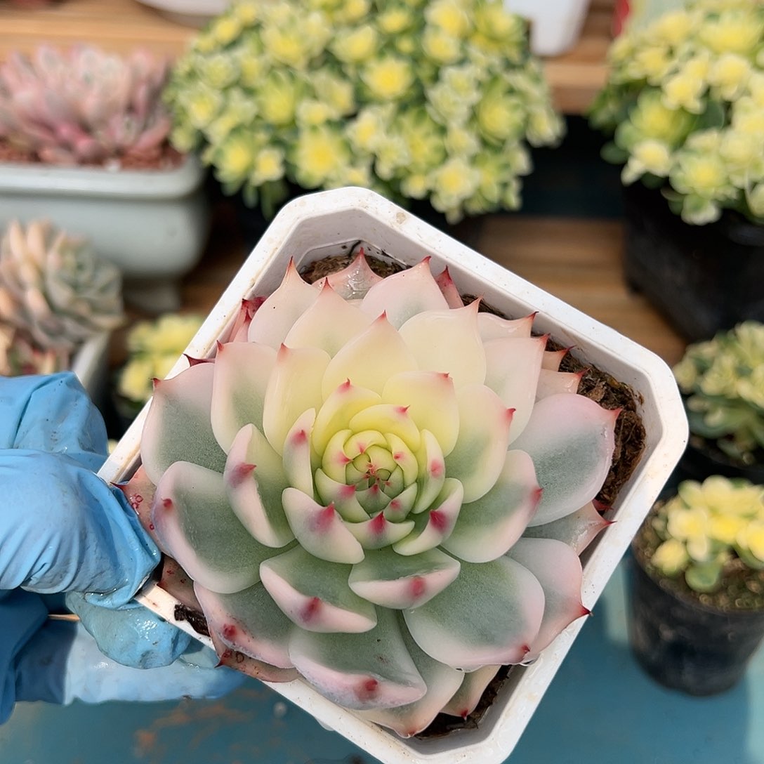 吉娃娃锦半覆轮锦