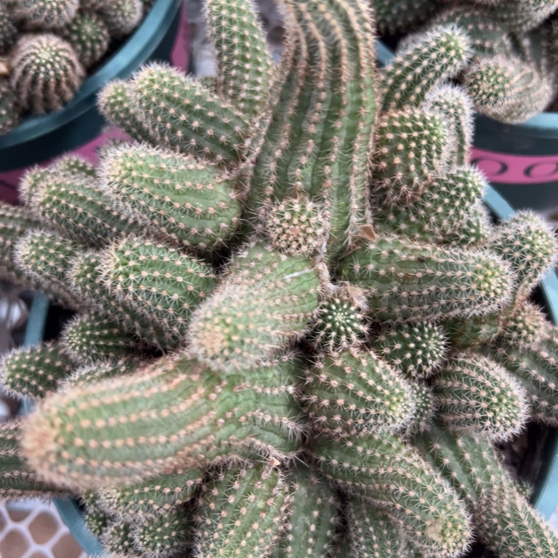 ****虹零零落落 零零落落