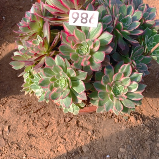 无花朵986多肉植物万花筒